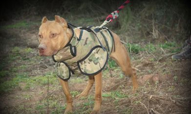hunting dog protective gear